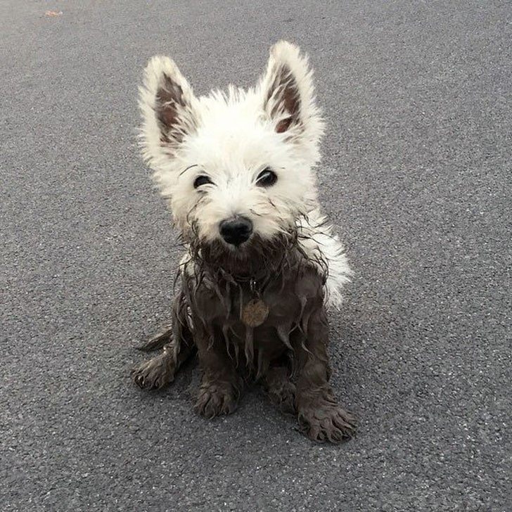 Cute terriers