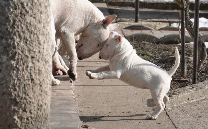 Cute terriers