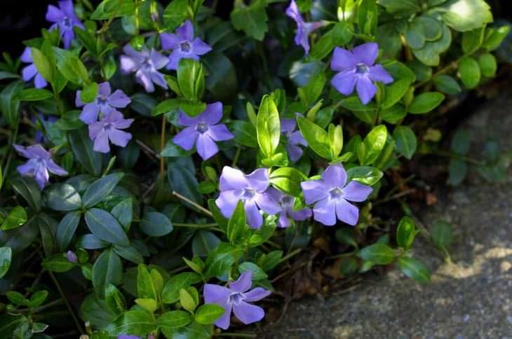 10 Best Evergreen Ground Cover Plants