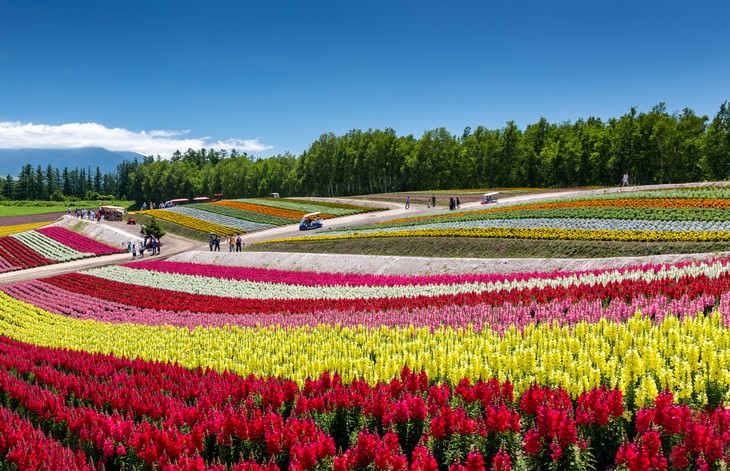 colorful places Hokkaido flower beds