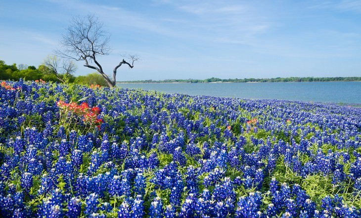 colorful places Bluebonnet Texas