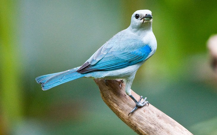 Birds of Costa Rica: tanager