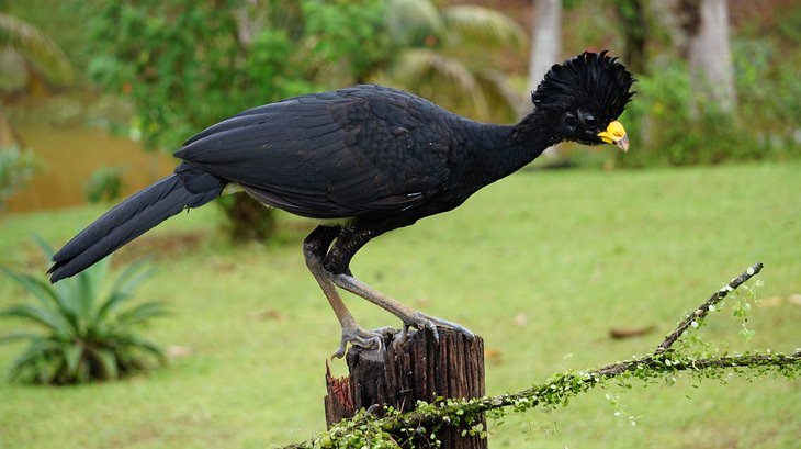 Birds of Costa Rica: curassow