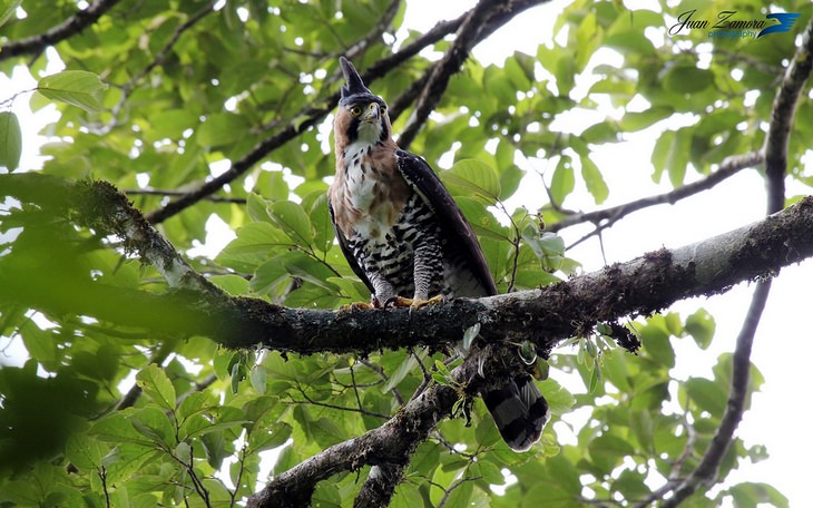 Birds of Costa Rica: hawk eagle