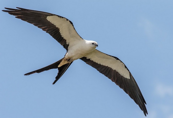 Birds of Costa Rica: kite