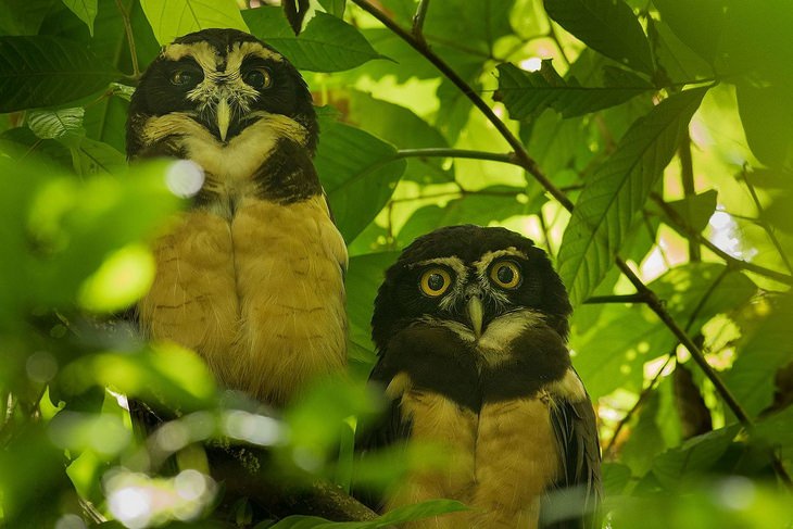 Birds of Costa Rica: owl