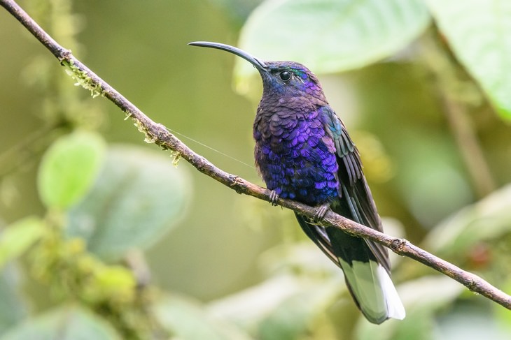 Birds of Costa Rica: sabrewing