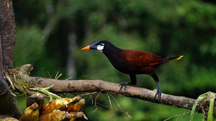 Birds of Costa Rica: oropendola