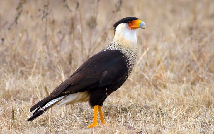 Birds of Costa Rica: caracara