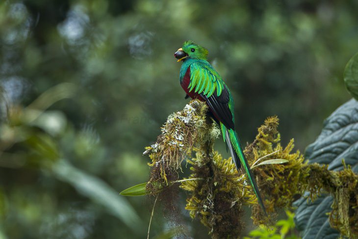 Birds of Costa Rica: quetzal