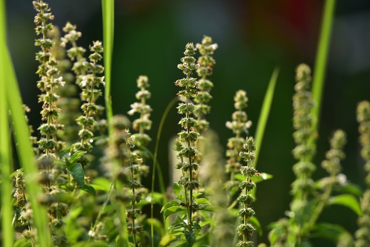 basil seeds health benefits plant