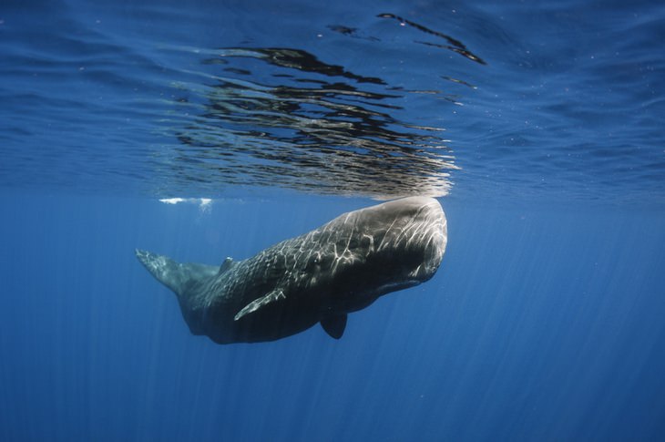 Deep sea creatures: sperm whale