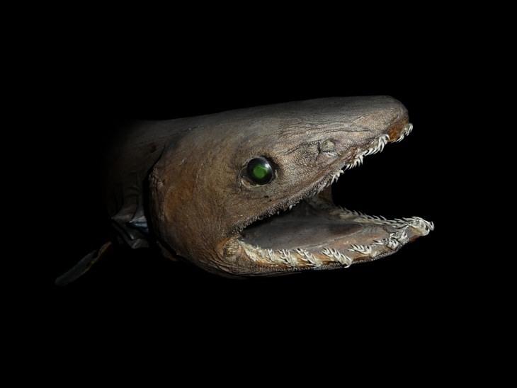Deep sea creatures: frilled shark