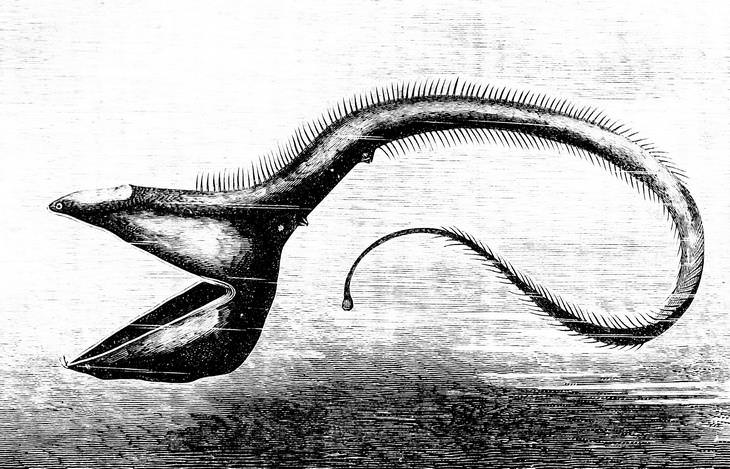Deep sea creatures: pelican eel