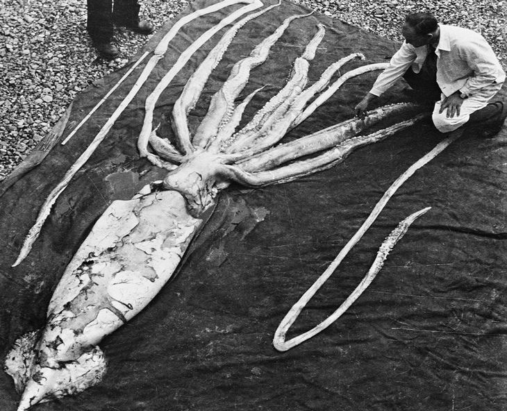 Deep sea creatures: giant squid