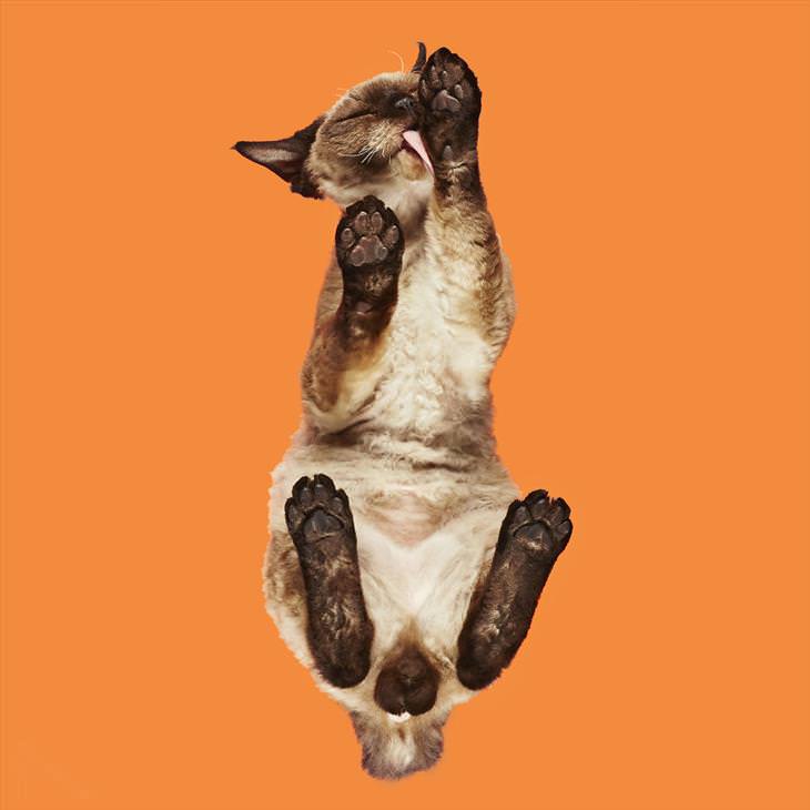 Under-cats: Devon rex