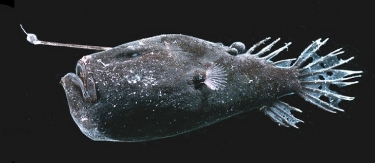 Deep sea creatures: anglerfish