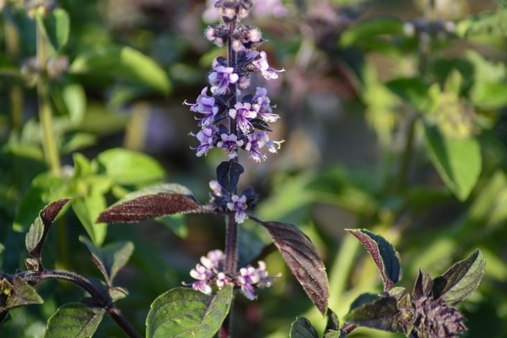 basil seeds health benefits purple plant