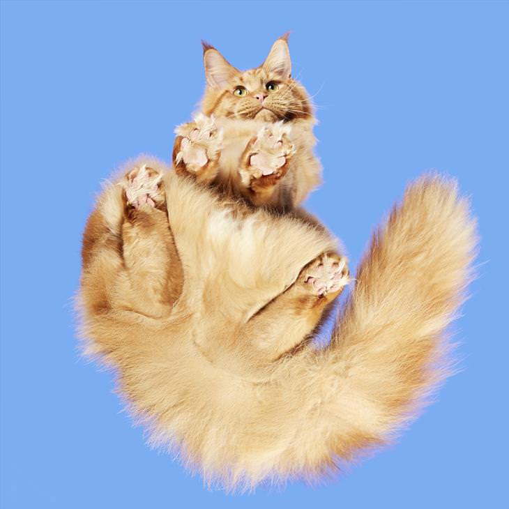 Under-cats: Maine Coon