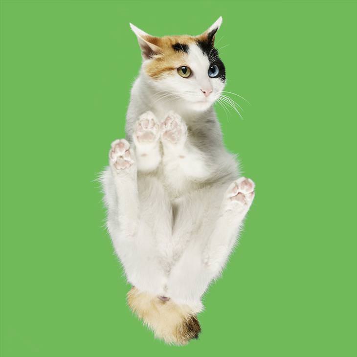 Under-cats: Japanese bobtail