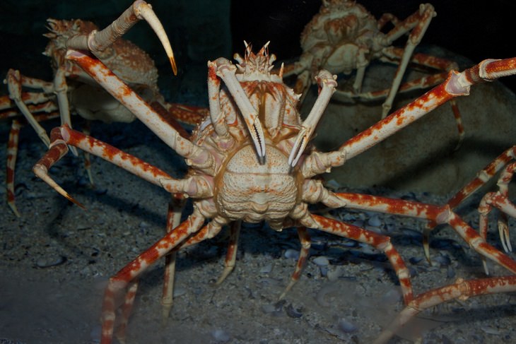 Deep sea creatures: spider crab