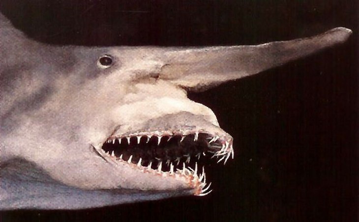 Deep sea creatures: goblin shark