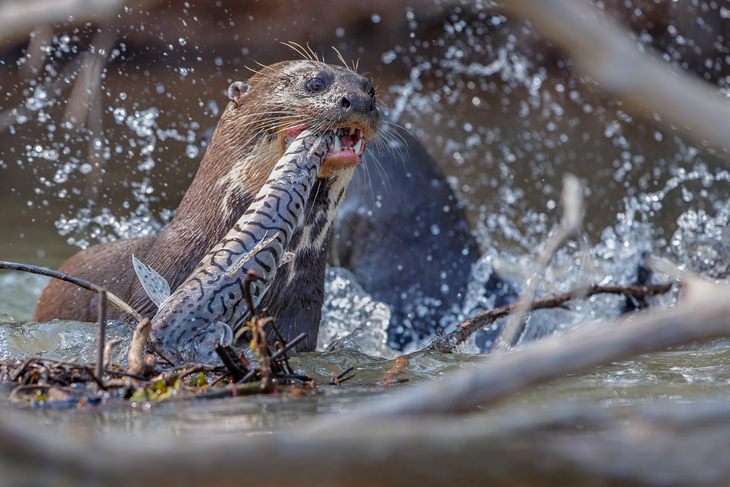 Otters: giant otter