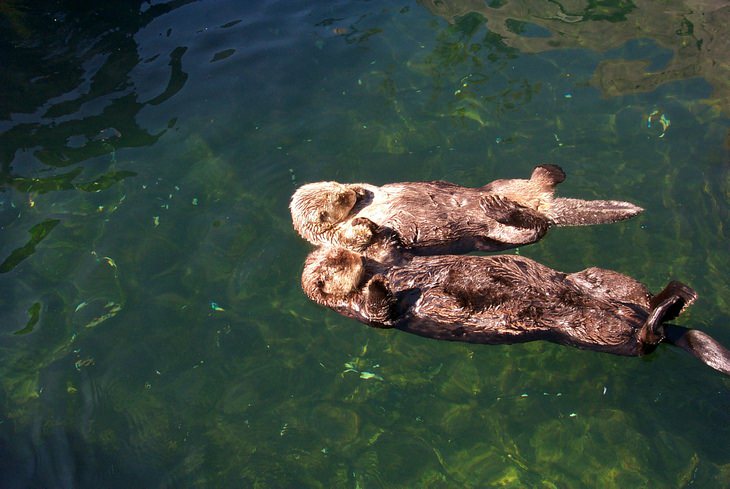 Otters: holding hands