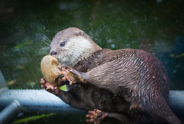 Otters: rock