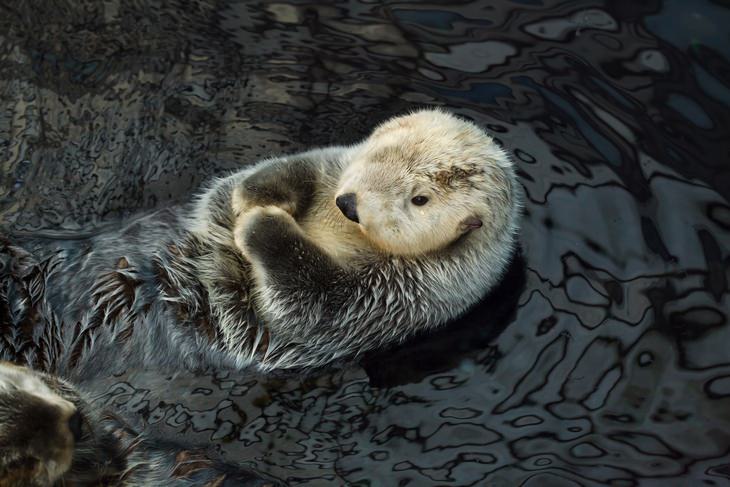 Otters: sea otter