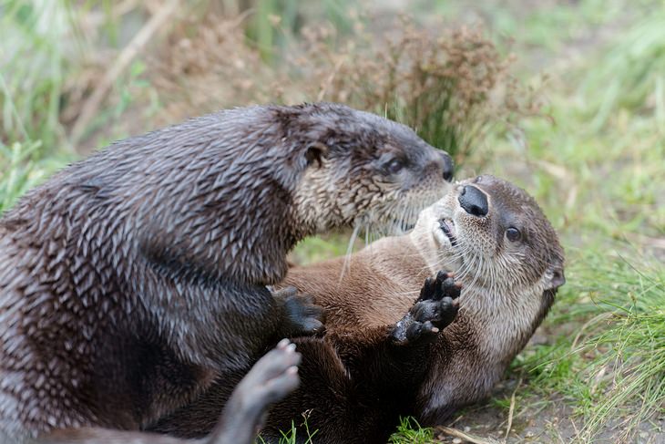 Otters: play