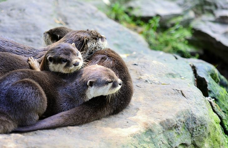 Otters: family