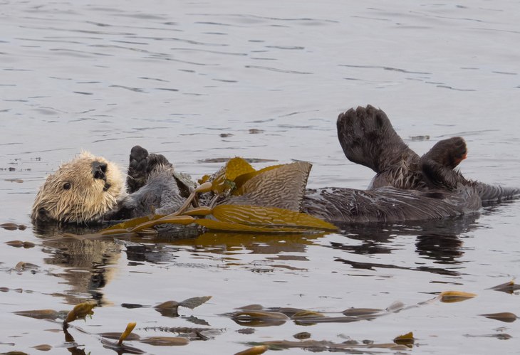 Otters: kelp