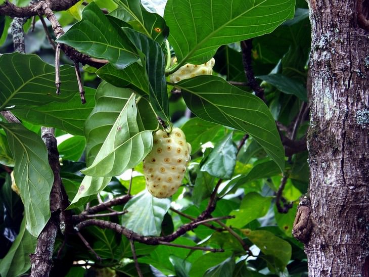 exotic fruit Noni