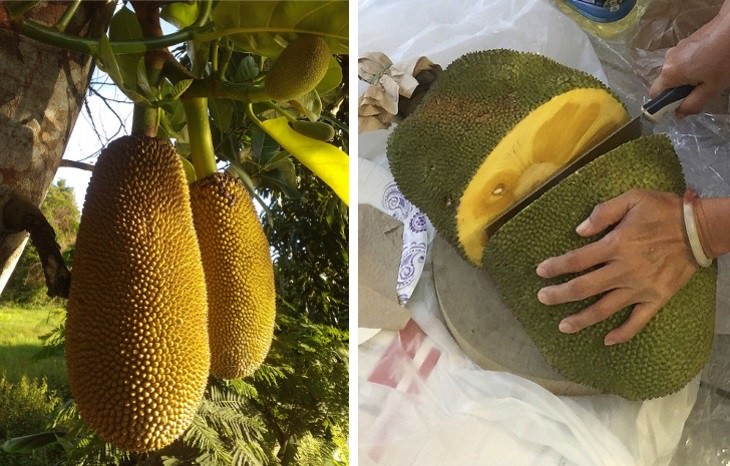 exotic fruit Jackfruit