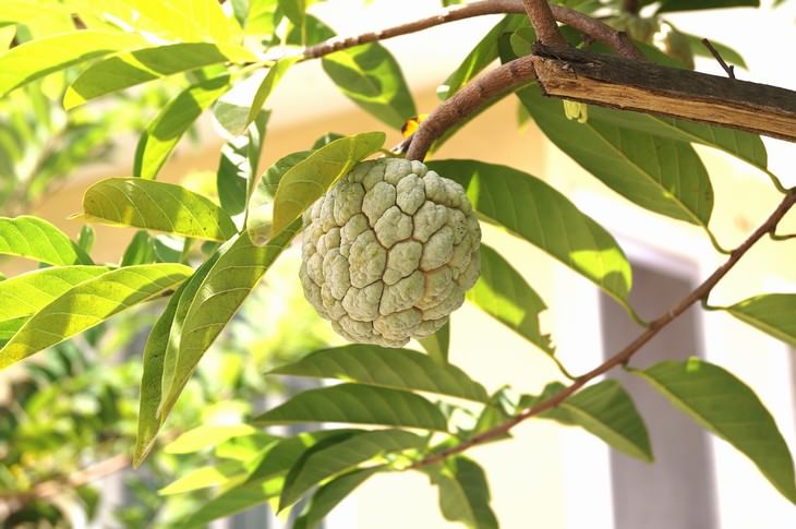 exotic fruit Sugar Apple