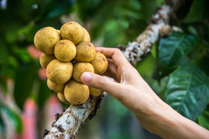 exotic fruit Langsat