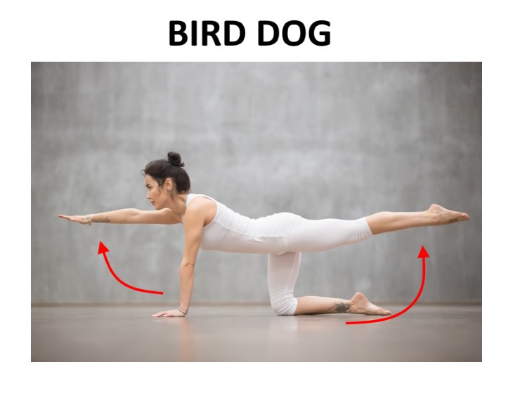 pelvic floor exercises bird dog