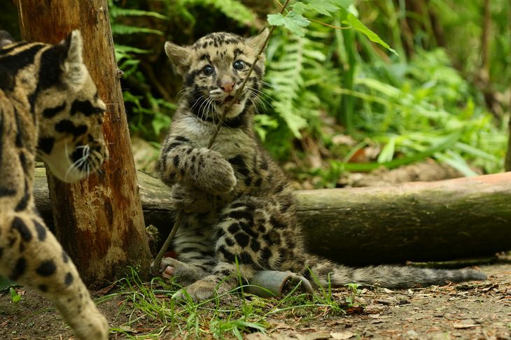 Cubs and kittens: clouded leopard