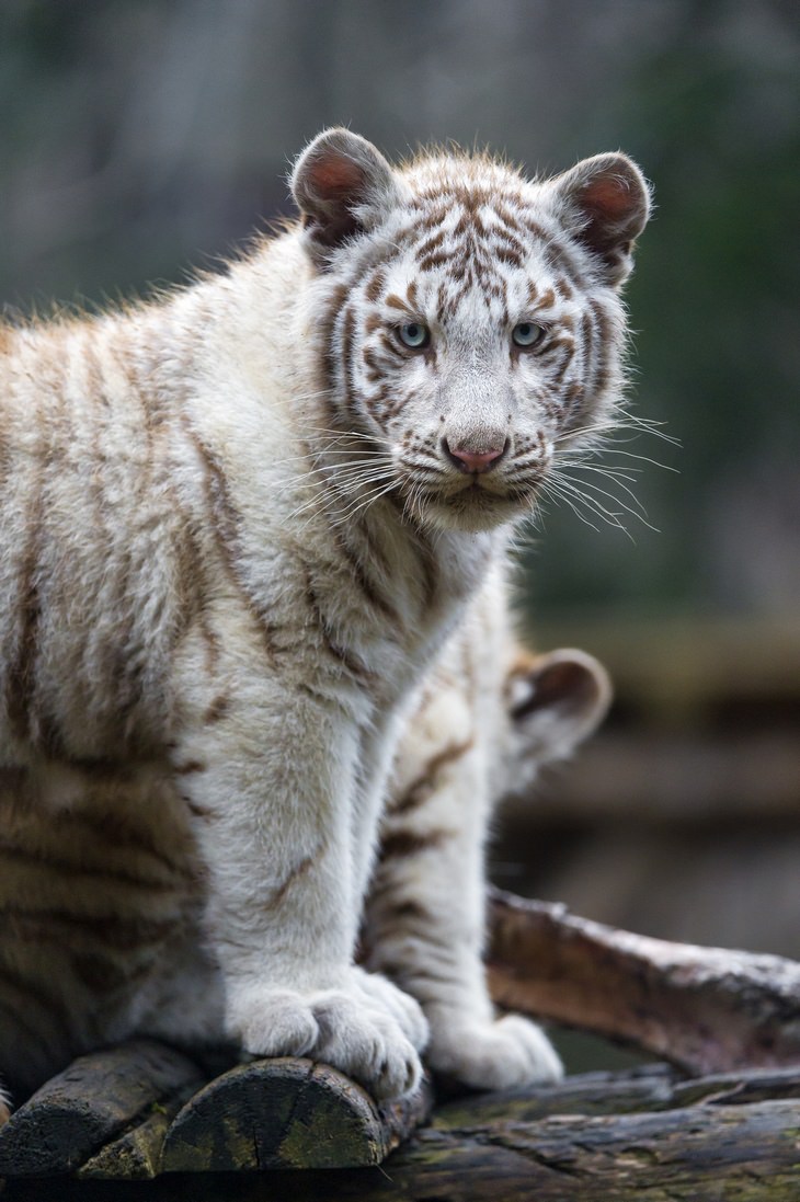Cubs and kittens: white tiger