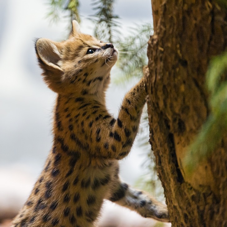 Cubs and kittens: serval