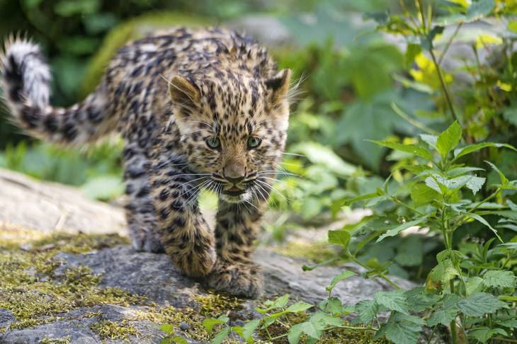 Cubs and kittens: leopard