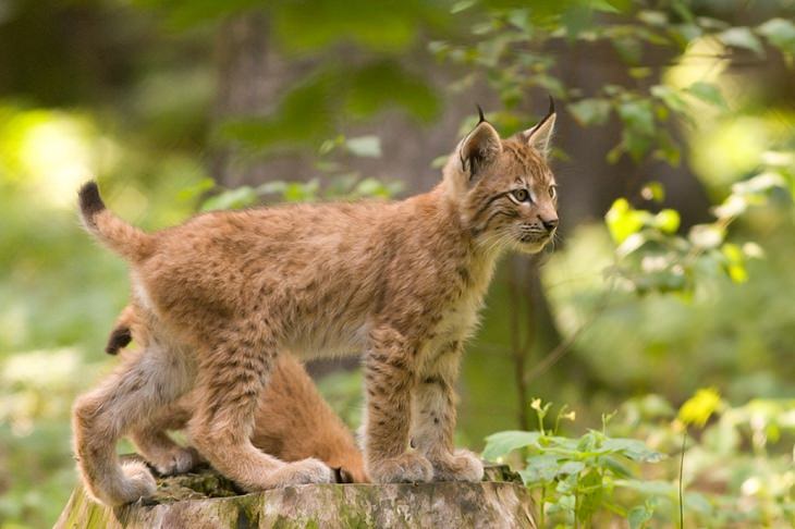 Cubs and kittens: lynx