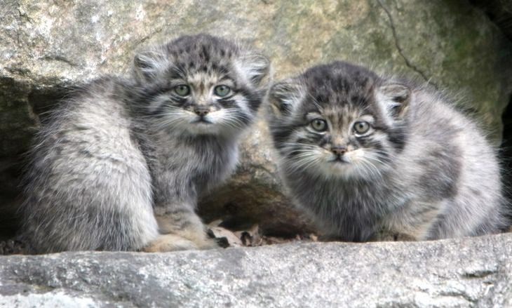 Cubs and kittens: manul