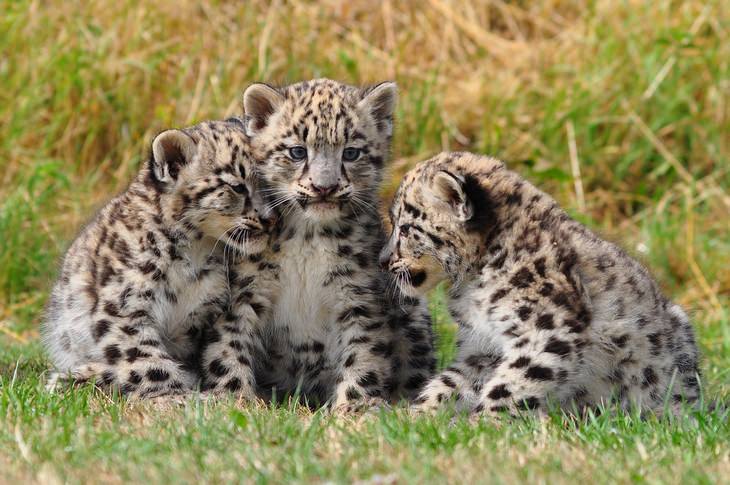Cubs and kittens: snow leopard