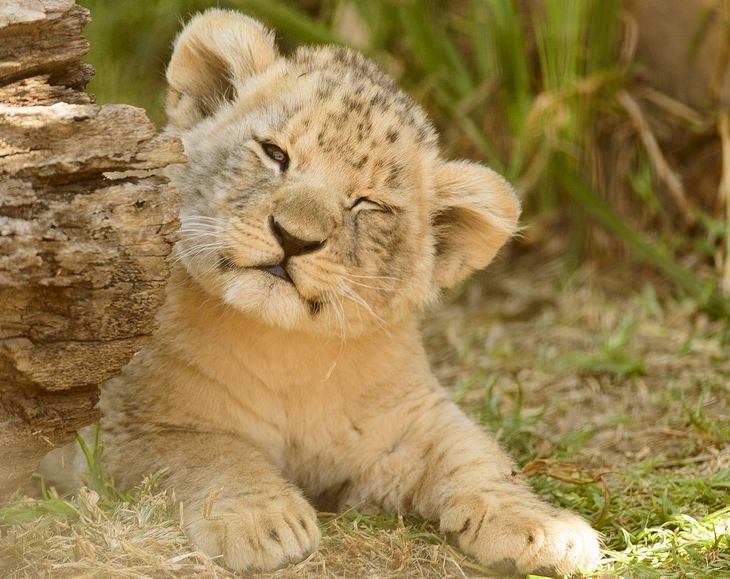 Cubs and kittens: lion