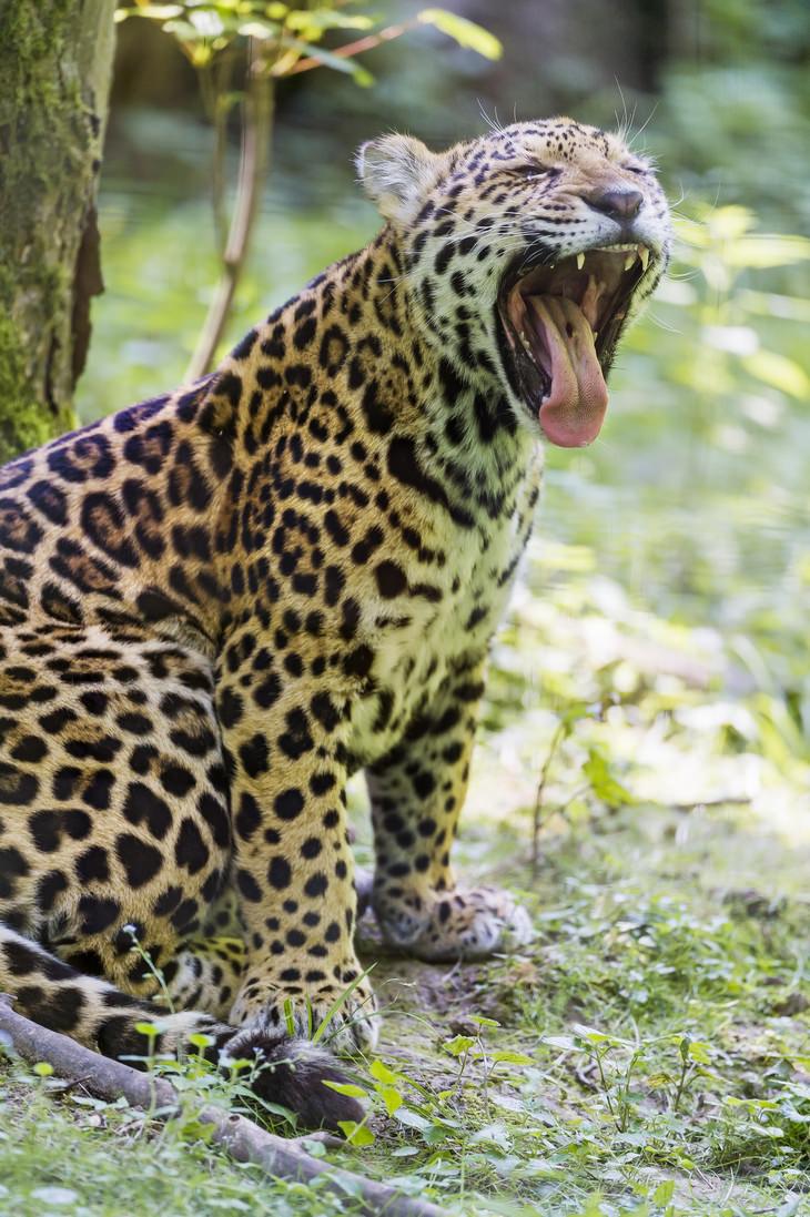 Cubs and kittens: jaguar