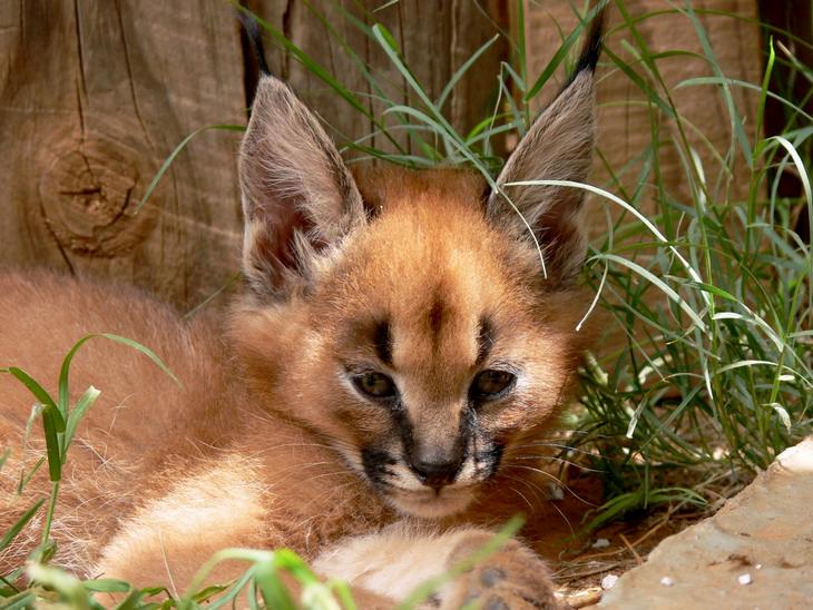 Cubs and kittens: caracal