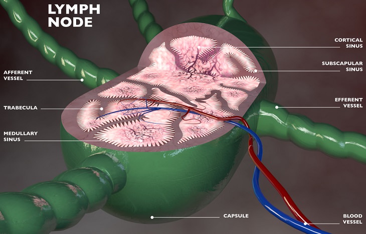 lymph nodes