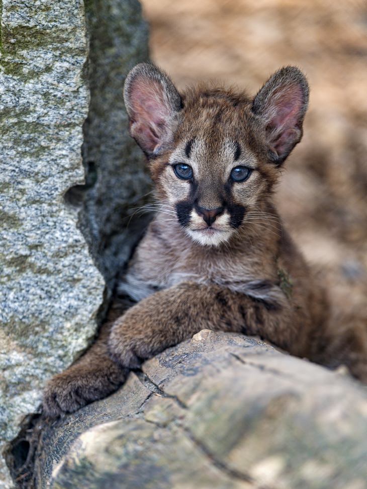 Cubs and kittens: cougar